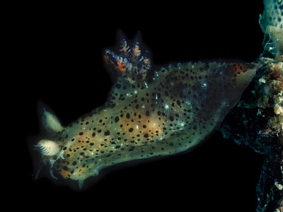 Polycera abei