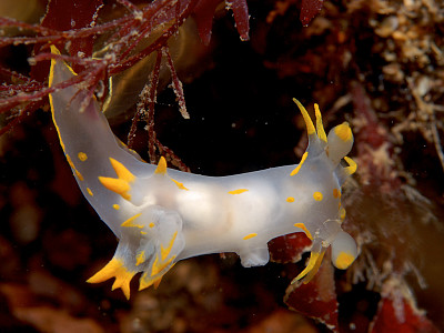 פאזל של Polycera faeroensis