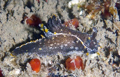 Polycera hedgpethi