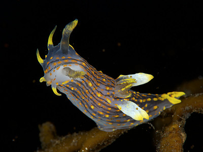 פאזל של Polycera quadrilineata