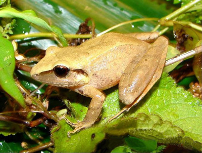 Pristimantis achstinus