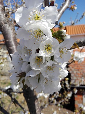 פאזל של FLOWERS