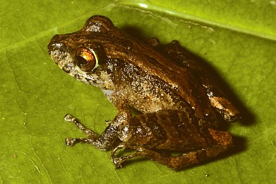 Pristimantis adnus