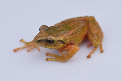 Pristimantis anolires