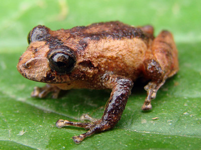 Pristimantis bogotensis