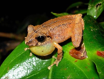 פאזל של Pristimantis buolengeri