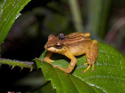 פאזל של Pristimantis dorsopictus