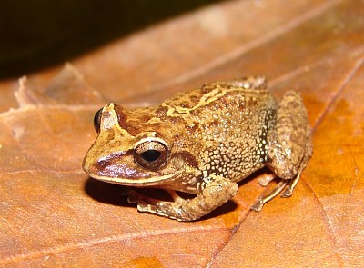 פאזל של Pristimantis permixtus