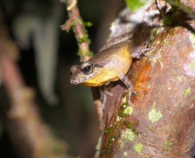 פאזל של Pristimantis taeniatus