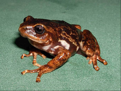 Pristimantis elegans