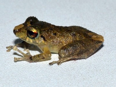 Pristimantis viejas