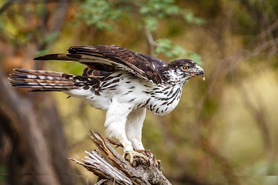 Aquila spilogaster