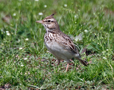 Allodola crestata