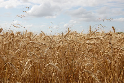 champ de blÃ©