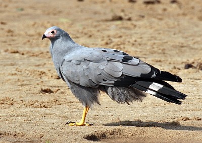 Falco africano