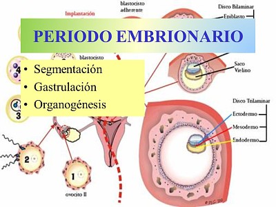 PERIODO EMBRIONARIO