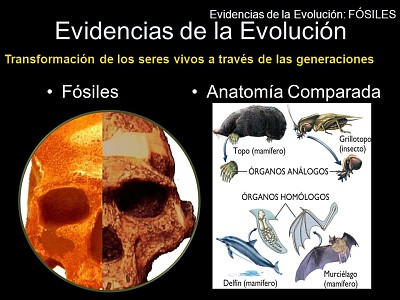EVIDENCIAS DE LA EVOLUCIÃ“N
