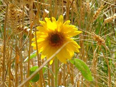 פאזל של tournesol