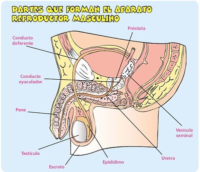 Sistema reproductor jigsaw puzzle