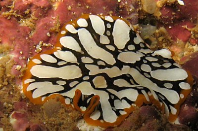 Polycladida