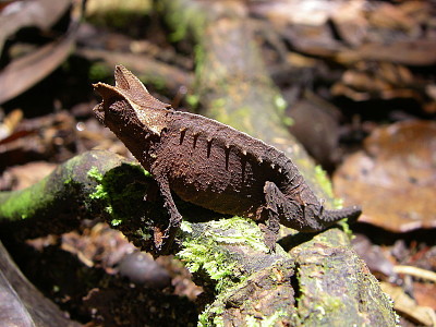 Brookesia superficialis