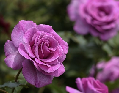 Rosas lilÃ¡s