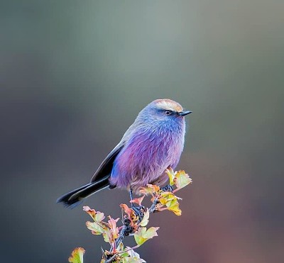 EL PAJARITO DEL CUENTO DE HADAS