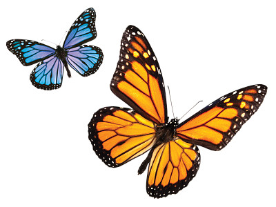 butterfly jigsaw puzzle