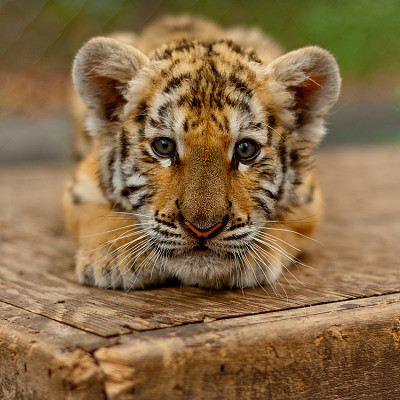tigre lindo