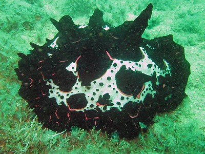 Pleurobranchus mamillatus