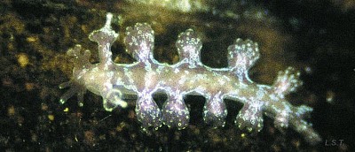 Hancockia uncinata