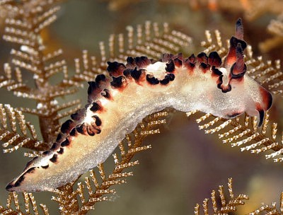 Lomanotus sp.