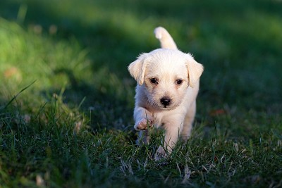 Doguinho jigsaw puzzle