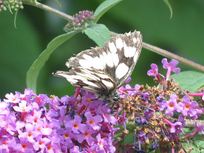 sulla buddleya