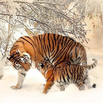 tigres en nieve