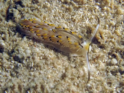 Cerberilla affinis