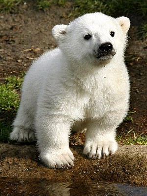 oso blanco