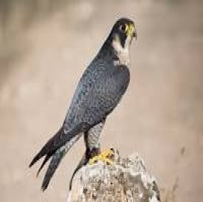 Halcon Peregrino jigsaw puzzle