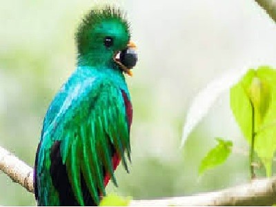 פאזל של Quetzal 1