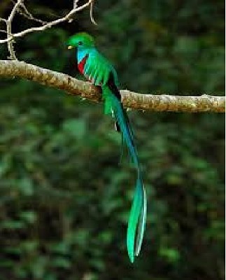 Quetzal 2