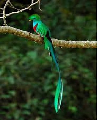 Quetzal 2 jigsaw puzzle