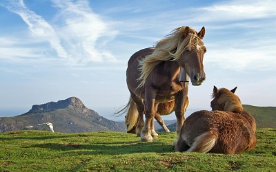 caballos pareja