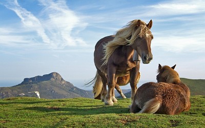 פאזל של caballos pareja