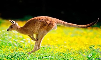 פאזל של canguro Australia
