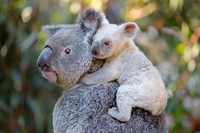 KOALAS