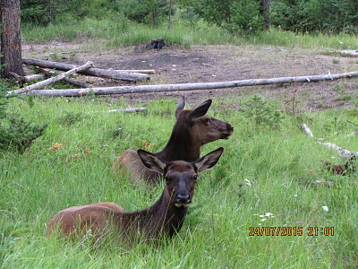 פאזל של Canada Fauna