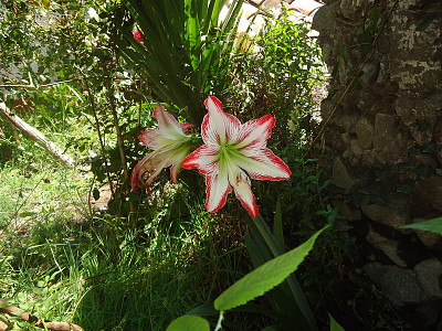 la Flor