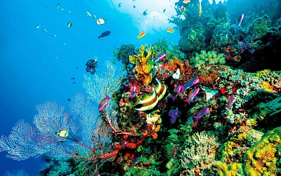 פאזל של corales2