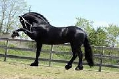 Caballo Andaluz Negro jigsaw puzzle