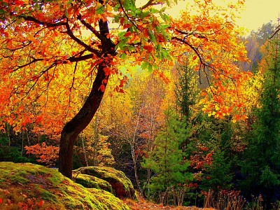 otoÃ±o bosque jigsaw puzzle